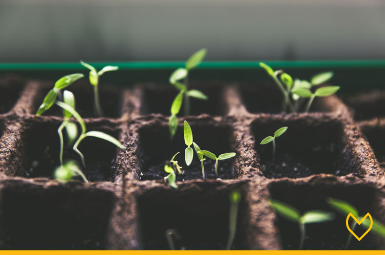 Julio sin plástico: Las plantas y el jardín